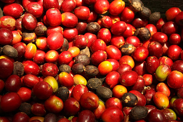 groupe de grains de café bio. - monoculture working busy action photos et images de collection