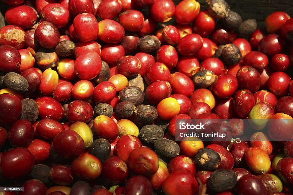 Grupo de orgânico grãos de café. - Royalty-free Agricultura Foto de stock