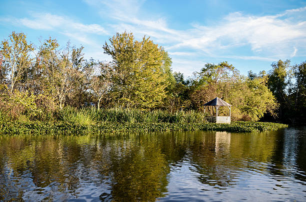 Louisiana Bayou