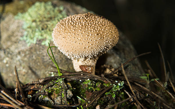Spiney puffball mushroom Single Spiney puffball mushroom fungi in undergrowth, Extremadura, Spain marasmius siccus stock pictures, royalty-free photos & images