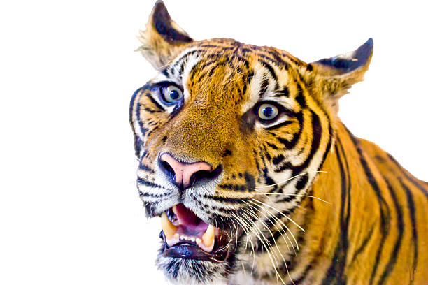 istock portrait of  bengal tiger. 452048731