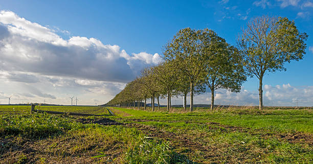 ограждение в поле вдоль ряд деревьев - polder autumn dirt field стоковые фото и изображения