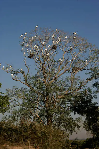 American wood-stork, Mycteria americana, colony nesting in trees, Brazil
