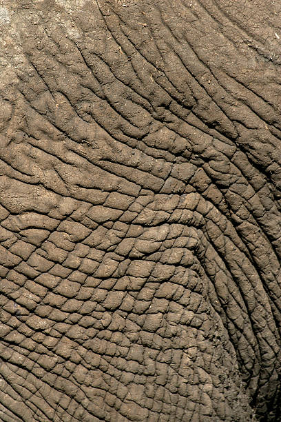 istock African elephant, Loxodonta africana 452049989