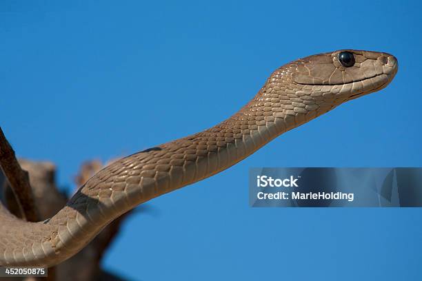 Snake Stock Photo - Download Image Now - Black Mamba, Animal, Animal Wildlife