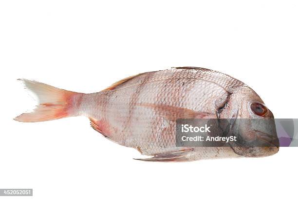 Raw Porgy Stock Photo - Download Image Now - Red, Animal, Close-up