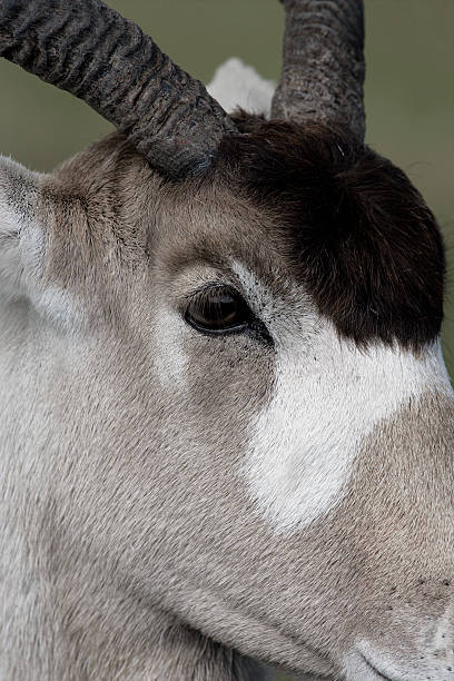 Addax, Addax nasomaculatus, single mammal head shot