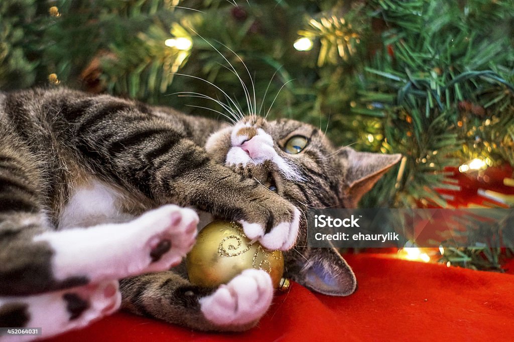 Weihnachten Katze - Lizenzfrei Hauskatze Stock-Foto