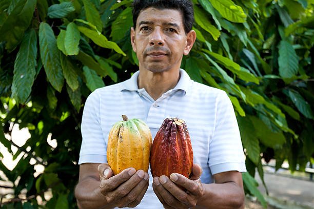 homem segurando o cacau elementos - cocoa cocoa bean chocolate brazil - fotografias e filmes do acervo