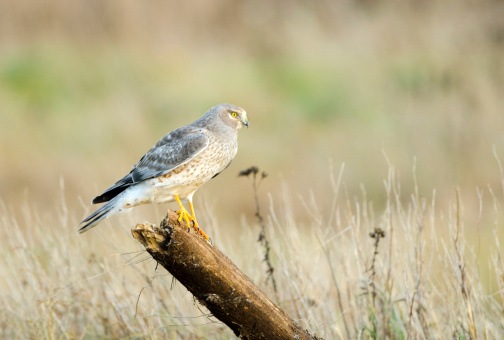 Male Northern Harrier or Marsh Hawk standing on a broken branch in a field. British Columbia , Canada.