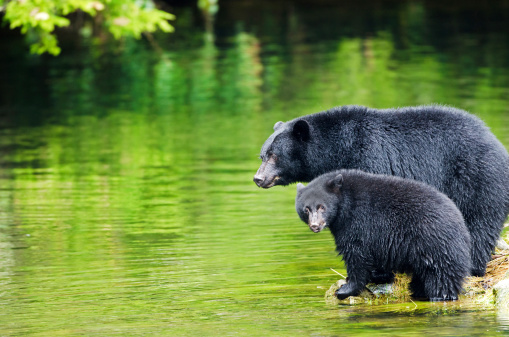Black Bear Sow & Cub in the rain forest, looking for salmon at the river's edge. Wet fur. Vancouver Island, Canada.