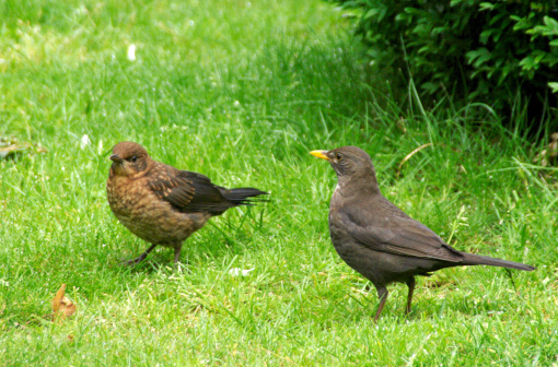 Blackbird mother is feeding here young