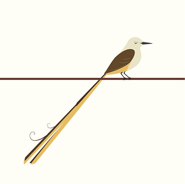 Scissor-tailed Flycatcher vector art illustration