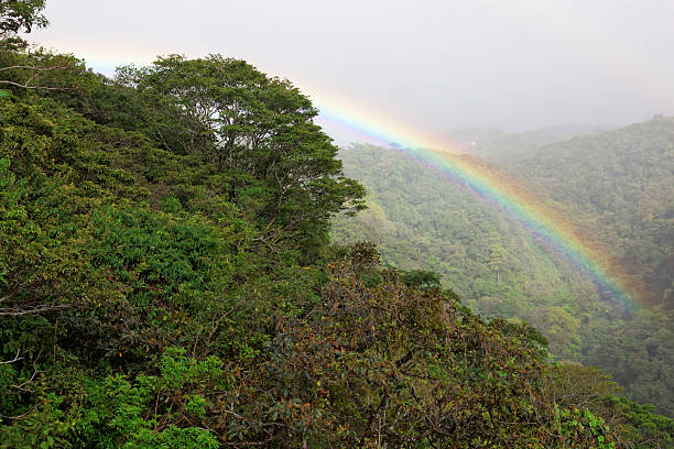 istock Tropical Rainforest, Costa Rica 452074661