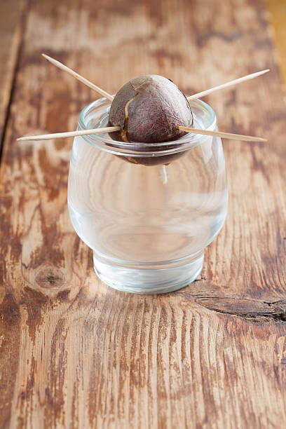 Toothpick Method Avocado 40+ Seed Avocado Toothpick Bud Stock Photos, Pictures & Royalty-Free ...