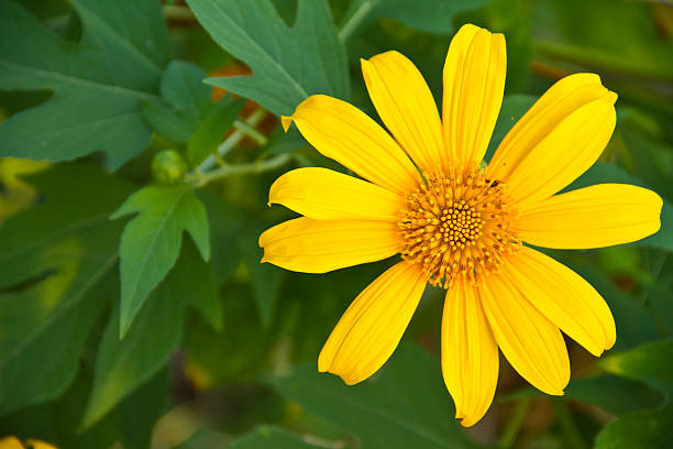 istock Mexican Sunflower Weed 452077777