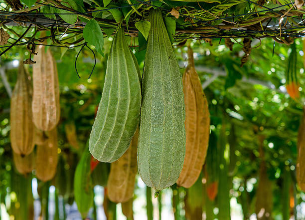 All Angled gourd hanging on vine stock photo