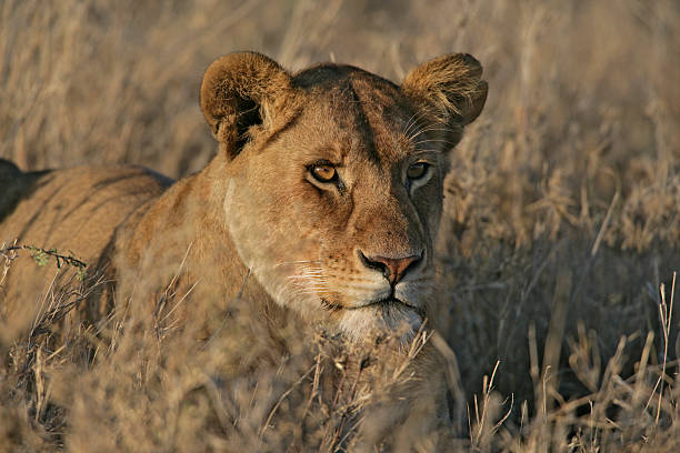 istock African lion,  Panthera leo 452078831