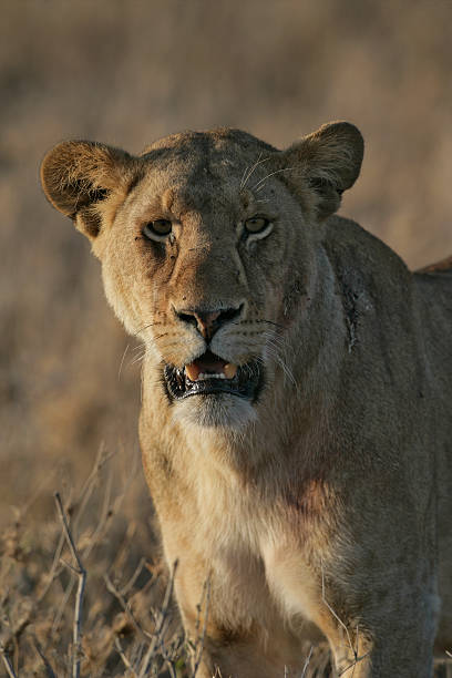 istock African lion,  Panthera leo 452078881