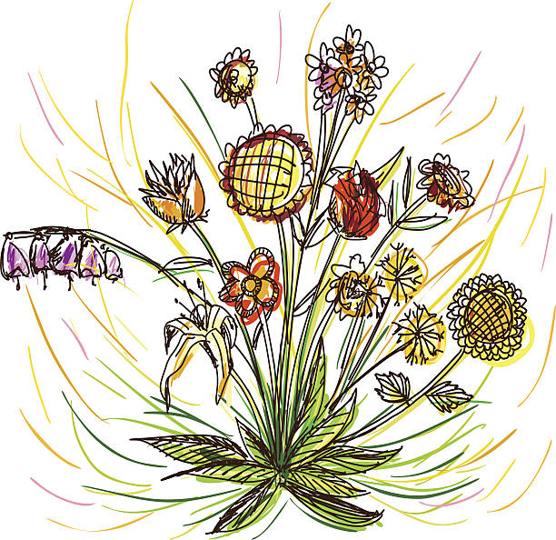 ilustraciones, imágenes clip art, dibujos animados e iconos de stock de flores en color boceto estilo - daisy multi colored flower bed flower