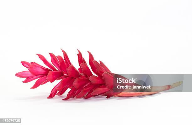 Red Ginger Flower Stock Photo - Download Image Now - Beauty, Bright, Colors