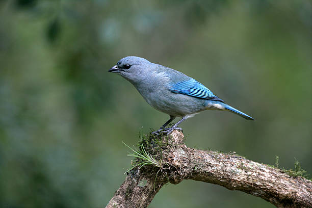 istock Azure-shouldered tanager, Thraupis cyanoptera 452081693