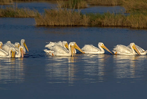 istock White Pelicans in Blue Water With Reeds 452082573