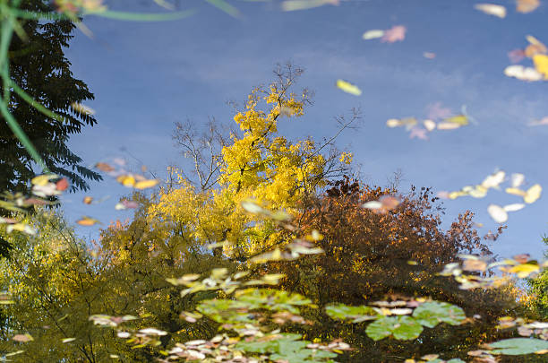 istock reflection of autumn trees in a pond 452082903