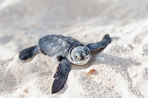 sea turtle newborn.semi vista de frente. - turtle young animal beach sand fotografías e imágenes de stock