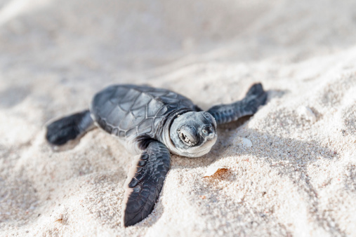 Close up of a sea turtle just hatched.First steps on the beach from its nest toward the sea.Cancun,Yucatan,Mexico.
