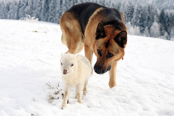 German Shepherd guarding herd of sheep feeding Skudde. Winter on the farm.