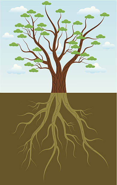 tree roots vector art illustration