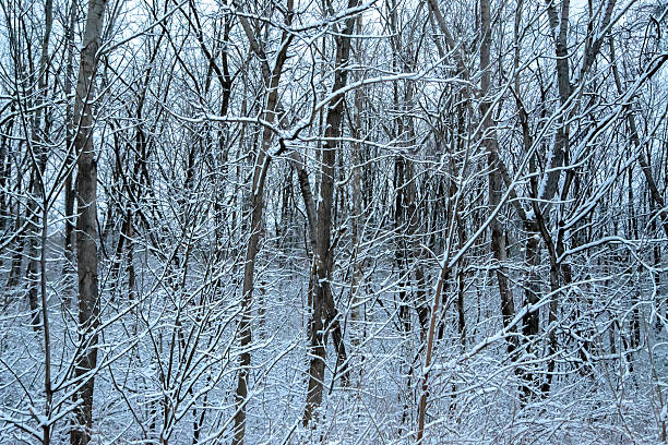Forest After First Snowfall stock photo