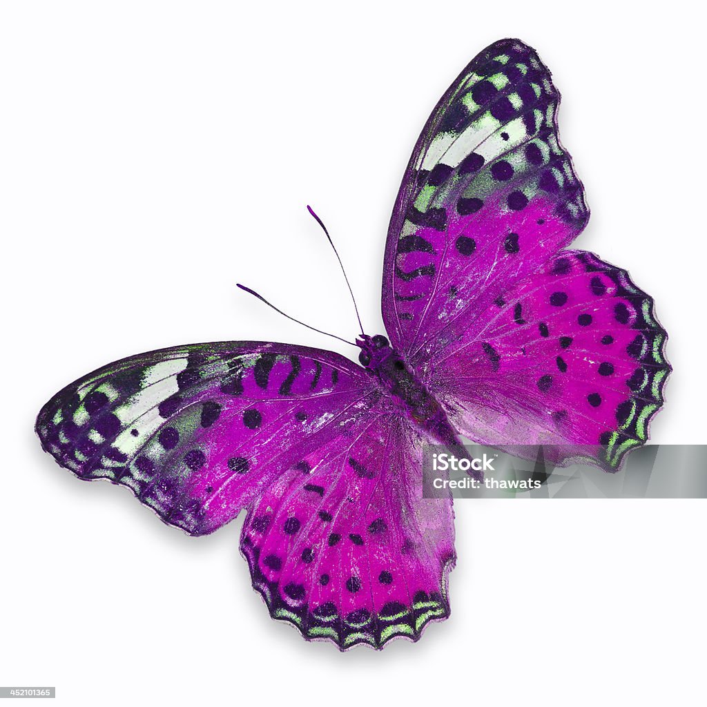 Pink butterfly Pink butterfly isolated on white background Butterfly - Insect Stock Photo