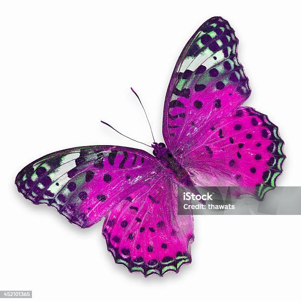 Pink Butterfly Stock Photo - Download Image Now - Butterfly - Insect, One Animal, Pink Color