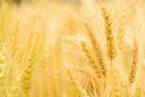 istock Closeup Golden wheat seed 452102133