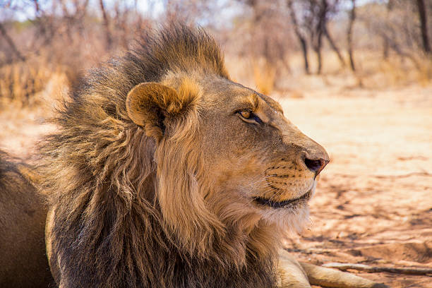 istock Majestic African Lion 452102759