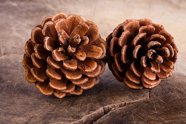 шишки кедровые - pine cone стоковые фото и изображения