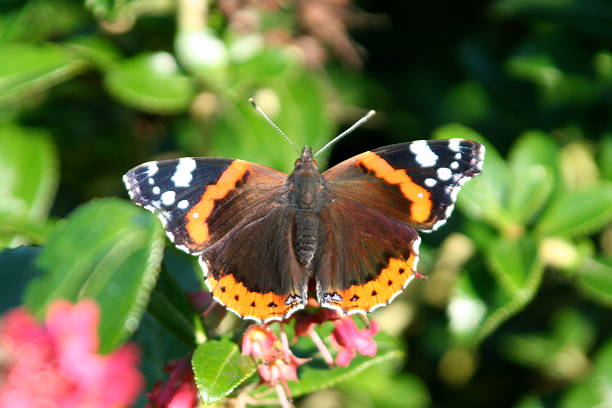 istock Red Admiral Butterfly Wings 452107323