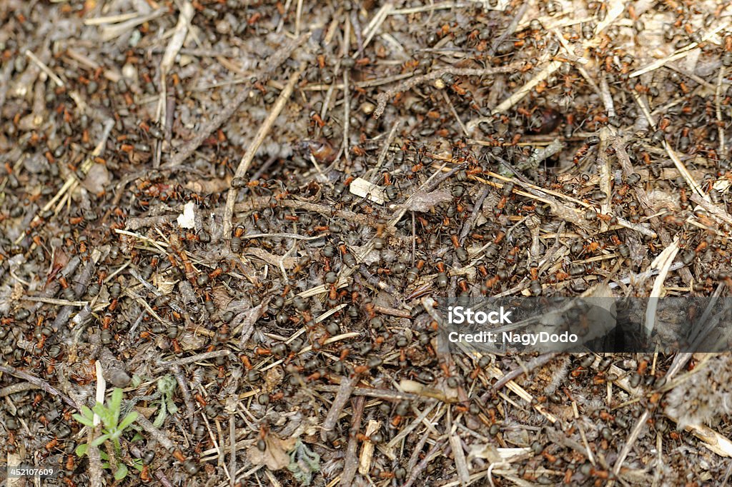 ants y ant hill - Foto de stock de Abdomen libre de derechos