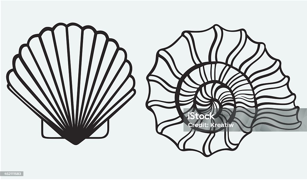 Sea shells Sea shells isolated on white background Animal stock vector