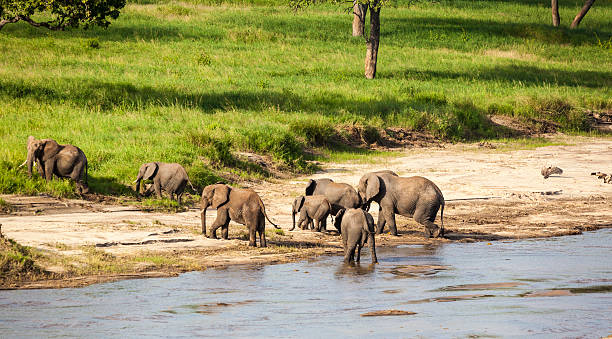 istock Group Of Elephants By The Water 452111615