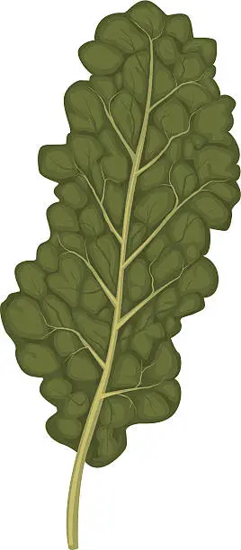 Vector illustration of kale leaf