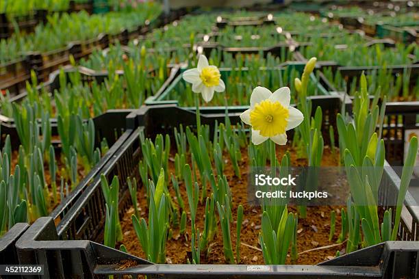 Narcissus Flor En Granja Foto de stock y más banco de imágenes de Abril - Abril, Amarillo - Color, Botánica