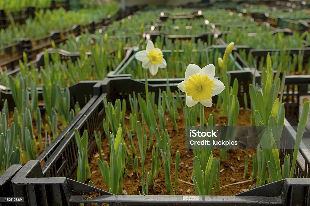 Narciso fiore alla farm - Foto stock royalty-free di Aprile