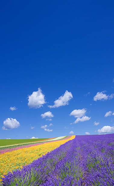 istock Flower field and blue sky with clouds. 452113557