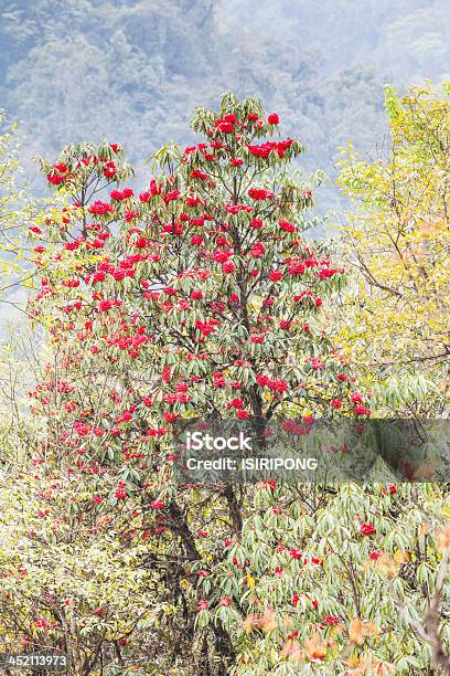 Rhododendron Impianti Dellhimalaya - Fotografie stock e altre immagini di Albero - Albero, Ambientazione esterna, Asia