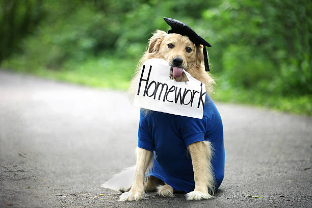 hund gegessen hausaufgaben - dog graduation hat school stock-fotos und bilder