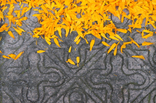 Cempasúchil (Mexican marigold) petals