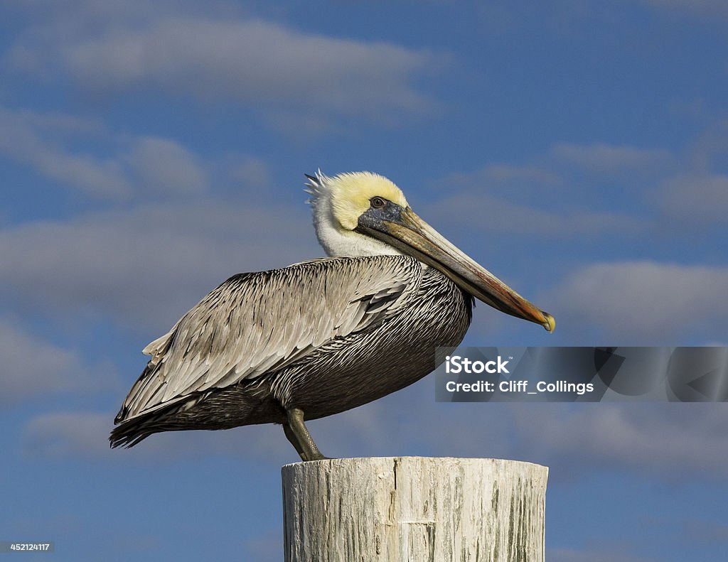 Brown Pelican Brown pelican perched on pole with a background of blue sky and light cloud. Alabama - US State Stock Photo